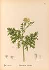 Medicinal Plants Pl.179