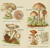 Petit atlas des champignons Pl.10