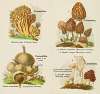Petit atlas des champignons Pl.2