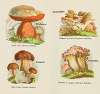 Petit atlas des champignons Pl.3