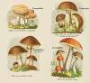 Petit atlas des champignons Pl.4