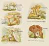 Petit atlas des champignons Pl.5