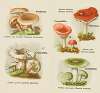 Petit atlas des champignons Pl.6