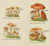Petit atlas des champignons Pl.7