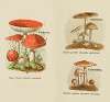 Petit atlas des champignons Pl.8