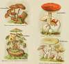 Petit atlas des champignons Pl.9