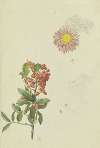 Firethorn and Chrysanthemum