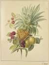 Eine Ananas, Pflaumen und Himbeeren