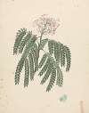 Albizia gummifera (J.F.Gmel.) C.A. Sm. (Gummy Albizia Tree)