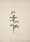 Canna bidentata Bertol. (Canna Lily; Indian Shot Plant)