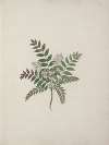 Clausena anisata (Willd) Benth. (Mosquito Plant)