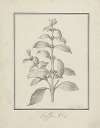 Coffea arabica L. (Arabica Coffee); finished drawing of leafy shoot and berries