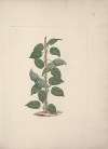 Dregea abyssinica (Hochst) K