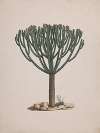 Euphorbia abyssinica J.F. Gmel. (Ethiopian Tree-Spurge)