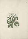 Jasminum abyssinicum DC. (Ethiopian Jasmine)