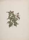 Jasminum dichotomun Vahl (African jasmine)