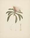 Protea gaguedi J.F. Gmel. (Protea)