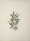 Salix subserrata Willd. (Willow Tree)