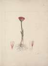 Scadoxus puniceus (L.) Friss&Nordal (Blood Lily)
