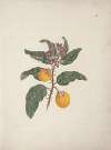 Solanum incanum L. (Wild Egg Plant)