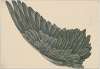 Vogelvlerk (linker-vleugel) ‘ad vivum’