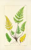A century of ferns Pl.01