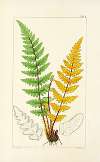 A century of ferns Pl.04