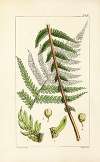 A century of ferns Pl.10