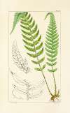 A century of ferns Pl.13