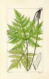 A century of ferns Pl.15