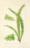 A century of ferns Pl.17