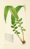 A century of ferns Pl.19