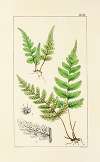 A century of ferns Pl.21