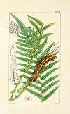 A century of ferns Pl.22