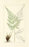 A century of ferns Pl.23