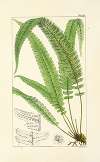 A century of ferns Pl.24
