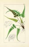 A century of ferns Pl.27