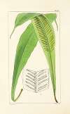 A century of ferns Pl.30
