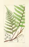 A century of ferns Pl.31
