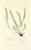 A century of ferns Pl.32