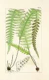 A century of ferns Pl.40
