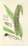 A century of ferns Pl.41
