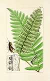 A century of ferns Pl.42