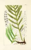 A century of ferns Pl.43