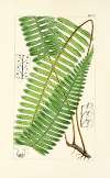 A century of ferns Pl.44