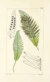 A century of ferns Pl.45