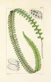 A century of ferns Pl.46