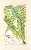 A century of ferns Pl.47