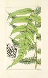 A century of ferns Pl.48