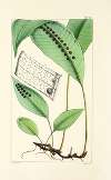 A century of ferns Pl.49
